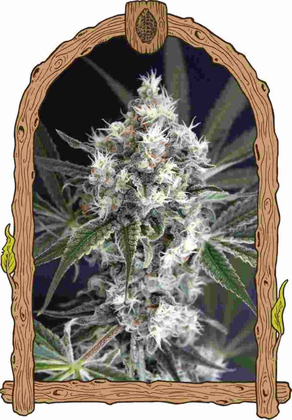 medxcotic Easy Resize.com
