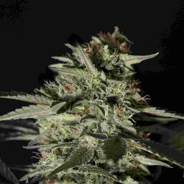 miedizinal cbd Easy Resize.com