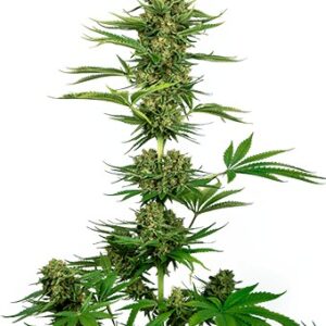 Sensi #743 CBD
