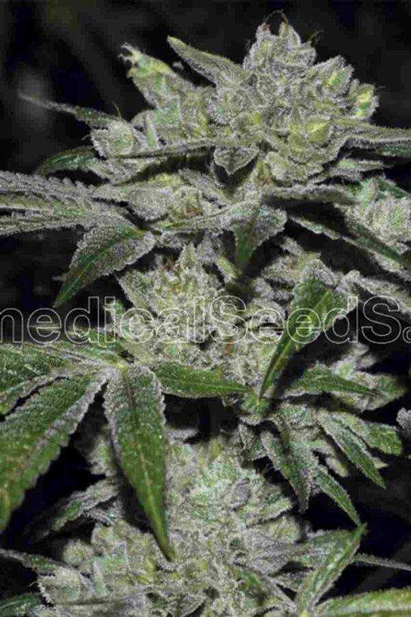 sour glue Easy Resize.com