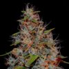 Zkittlez weed nasiona marihuany