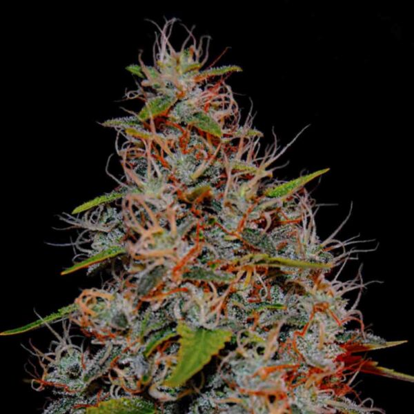 Zkittlez weed nasiona marihuany