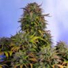 Auto Bruce Banner - najmocniejsza odmiana automatyczna