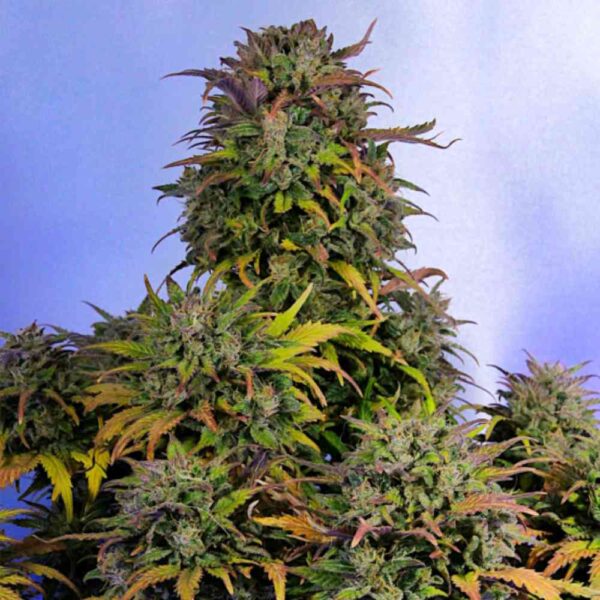 Auto Bruce Banner - najmocniejsza odmiana automatyczna