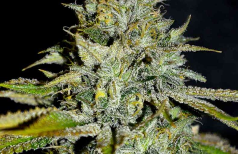 BIG BUD F1 FAST VERSION