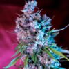 Auto Wedding Cake