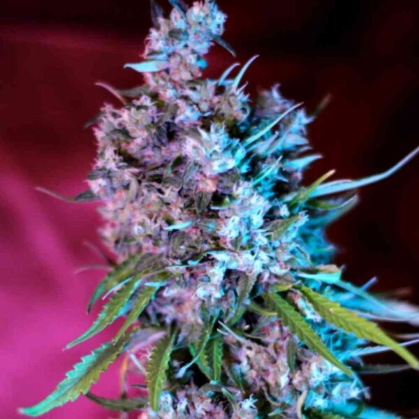 Auto Wedding Cake