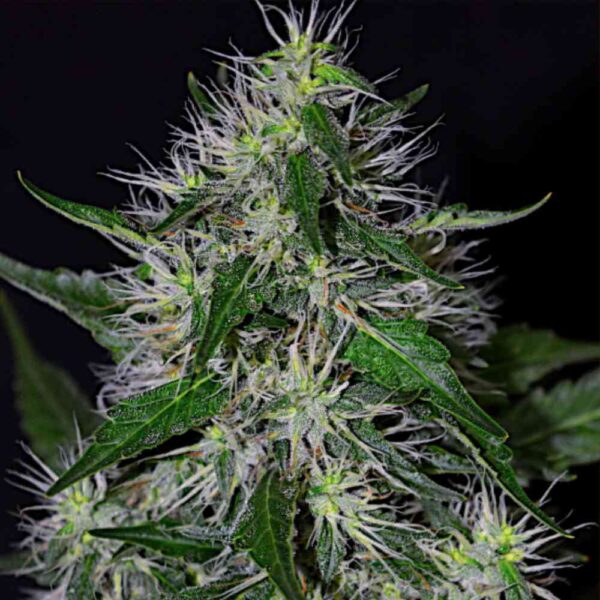 Bruce Banner F1 Fast Version
