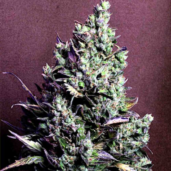Auto Northon Blue