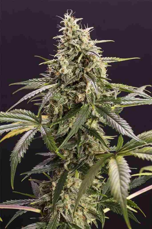 Chem Bomb Auto Easy Resize.com