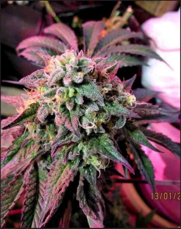 Cherry Pie weed