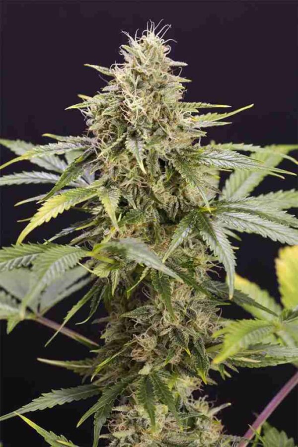 Chocolate Mint OG Auto Easy Resize.com