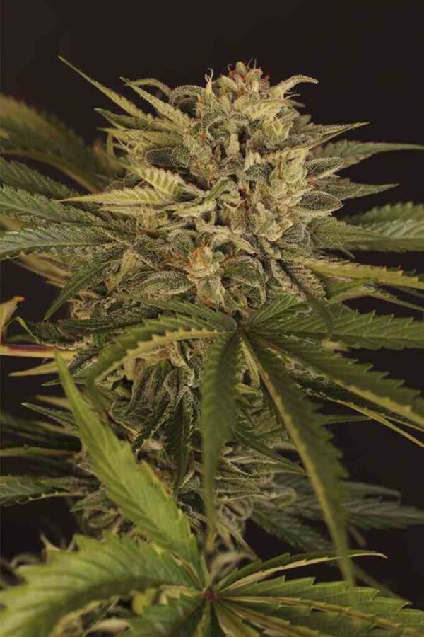 Dr Greenman Pure CBD Easy Resize.com