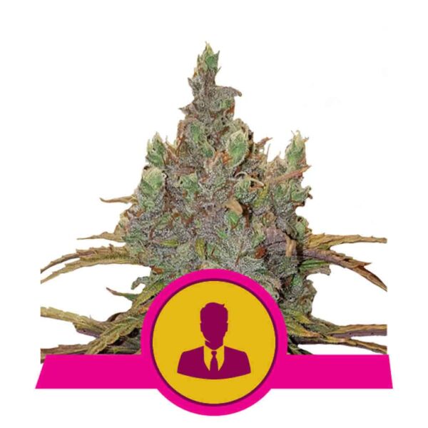 El Patron - Royal Queen Seeds