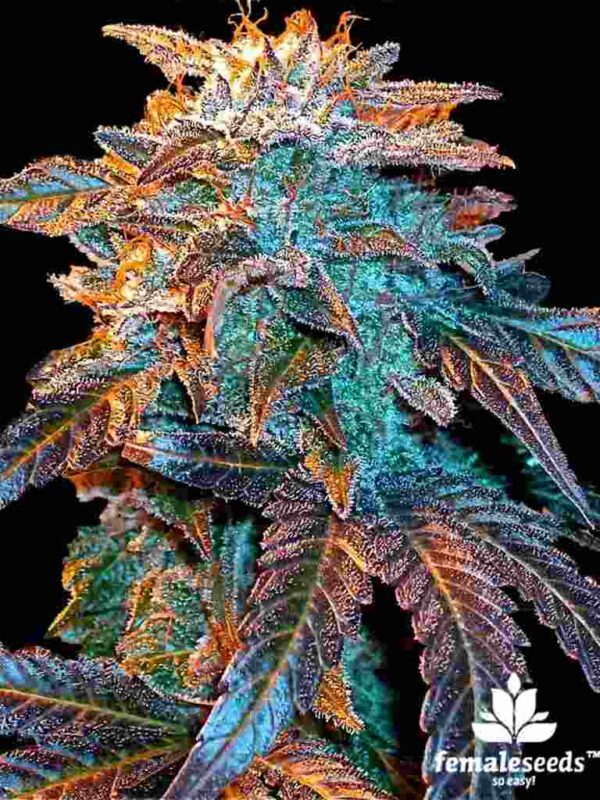 Female Seeds Auto Gelato Easy Resize.com
