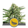 Garlic Mist Regular - Royal Queen Seeds