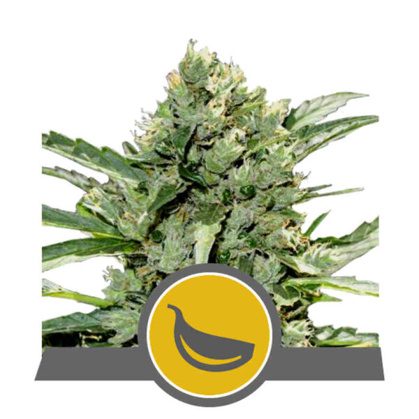 Garlic Mist Regular - Royal Queen Seeds