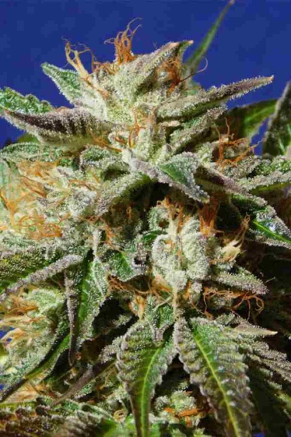 Gorilla Cookies