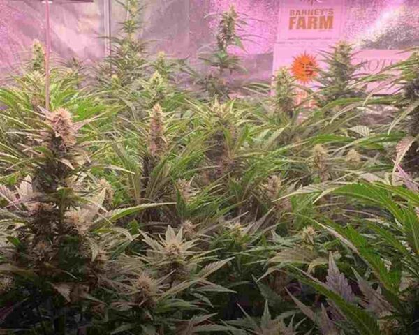 Gorilla Glue Auto Barney's Farm