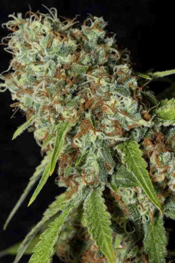 Jamaican Dream CBD Easy Resize.com