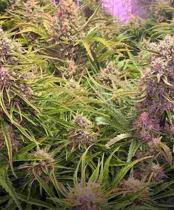 Wedding Cake Auto Barney's Farm