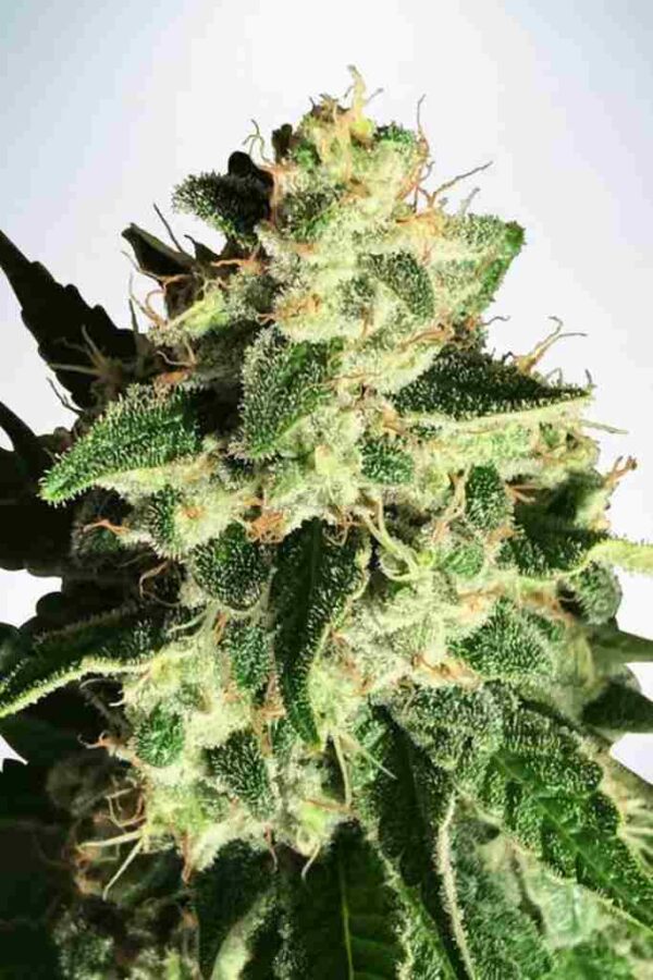 auto gods glue Easy Resize.com