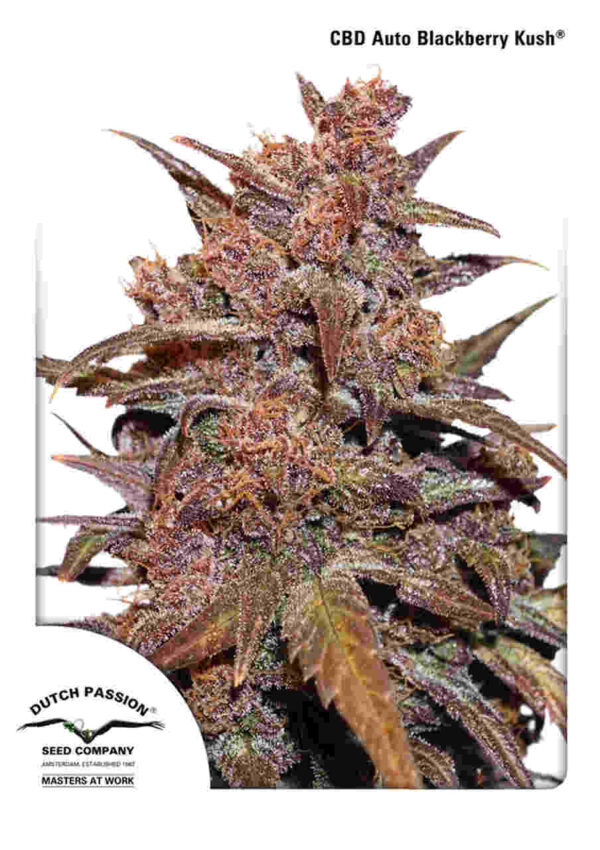 CBD Auto Blackberry Kush Easy Resize.com