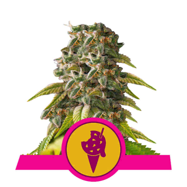 Cookies Gelato - Royal Queen Seeds