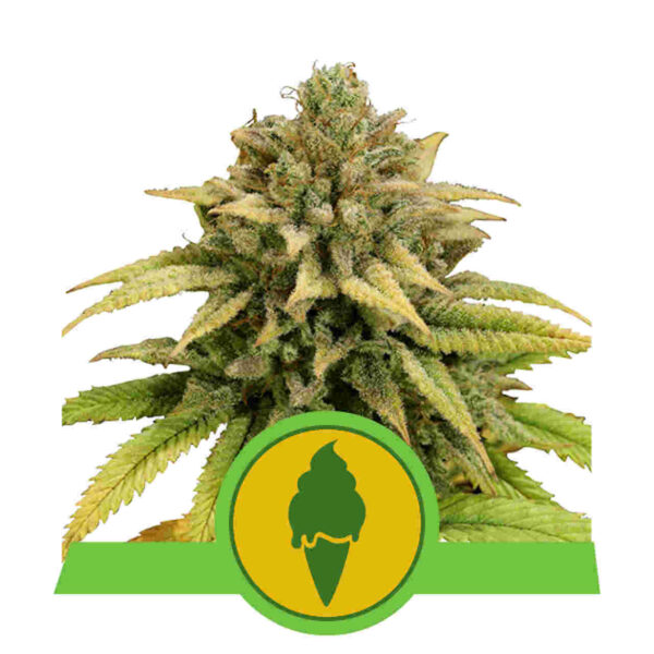Green Gelato Auto nasiona marihuany