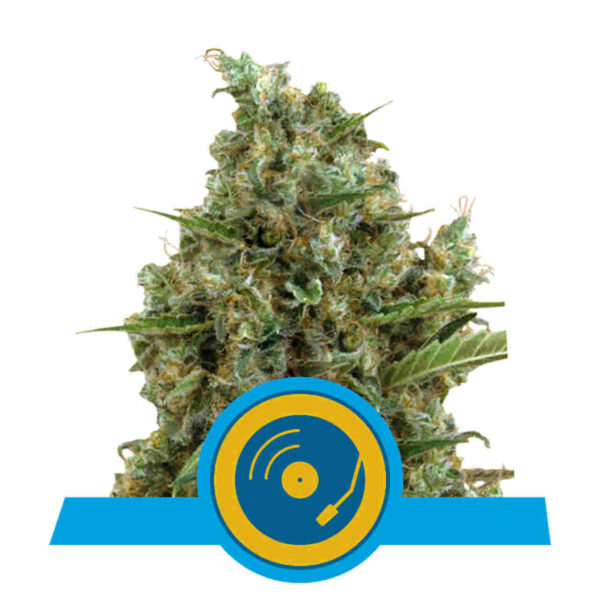 Joannes CBD Easy Resize.com