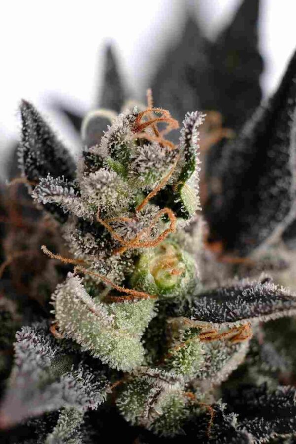Lemon Haze Auto Easy Resize.com