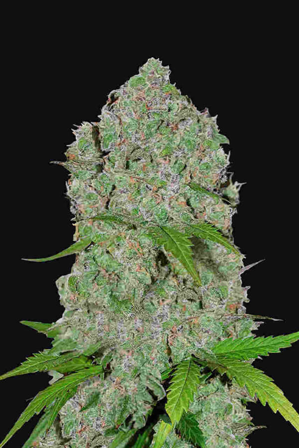Orange Sherbet Auto Easy Resize.com