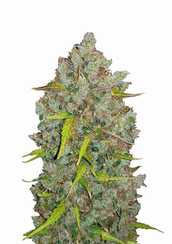Original Auto Bubblegum Easy Resize.com