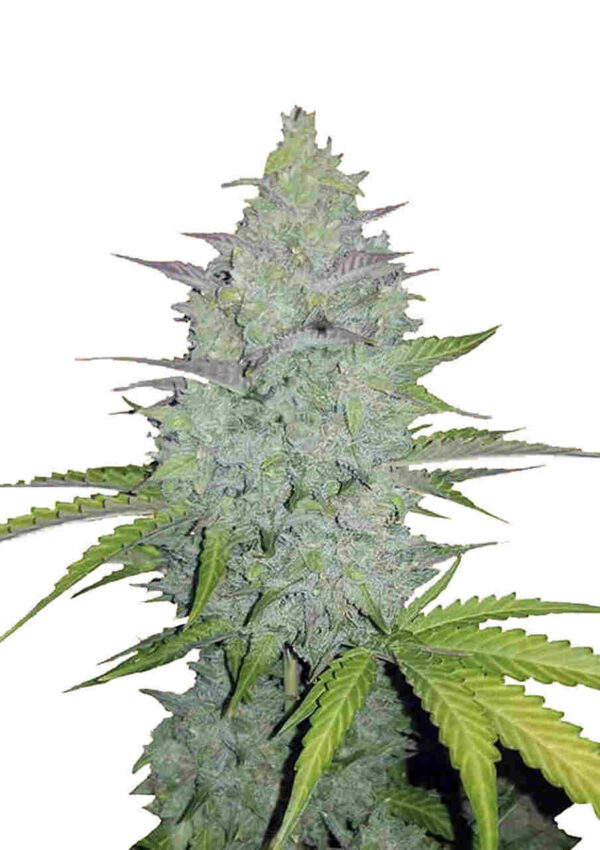 Original Auto Cheese Easy Resize.com