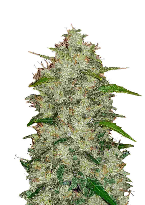 Original Auto Chemdawg Easy Resize.com