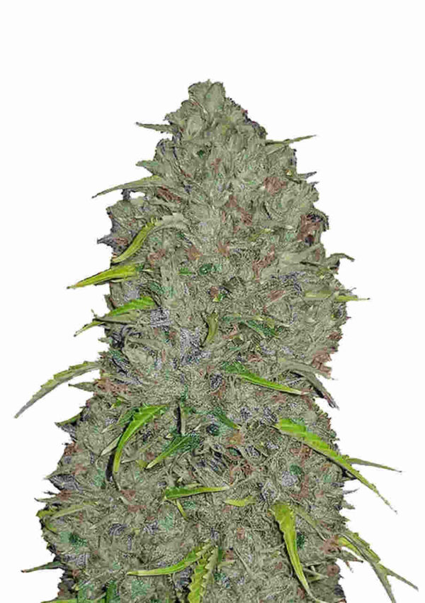 Jack Herer Auto nasiona marihuany