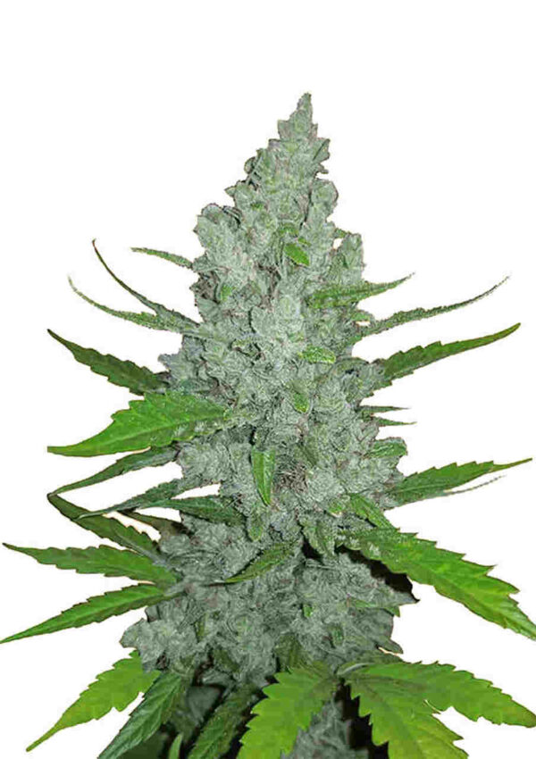 Original Auto Sour Diesel Easy Resize.com