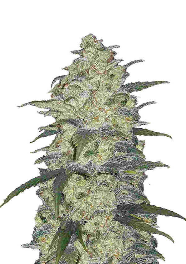 Original Auto White Widow Easy Resize.com