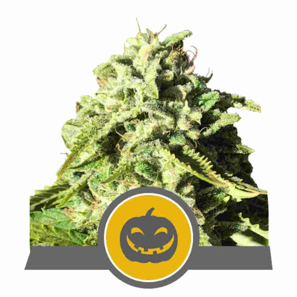 Pumpkin Kush Regular