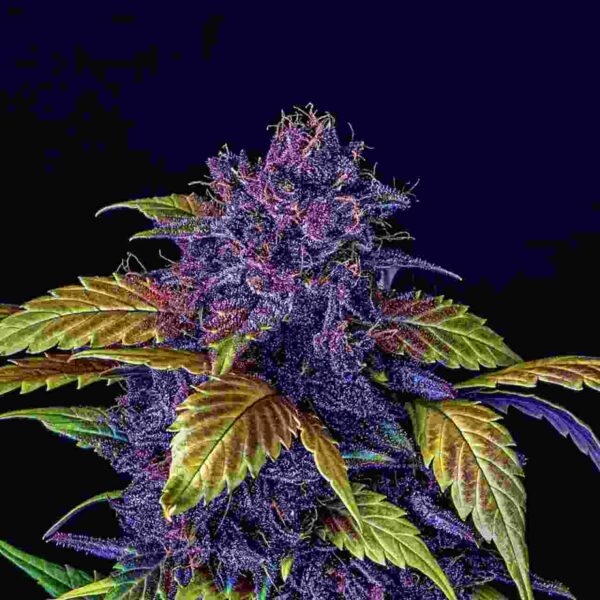 Purple Lemonade Auto Easy Resize.com