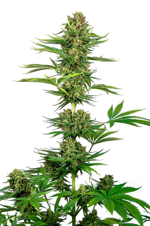 Satin Black Domina CBD Easy Resize.com