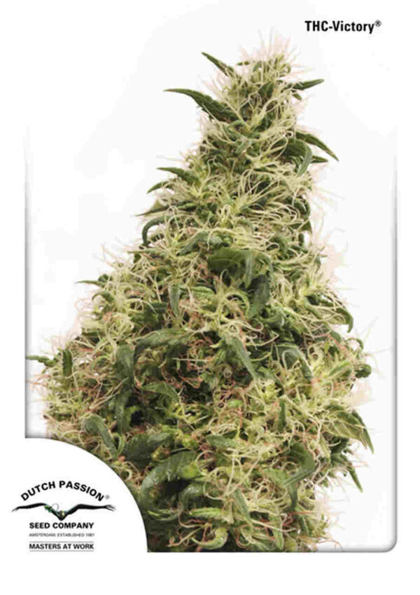 THC Victory Easy Resize.com