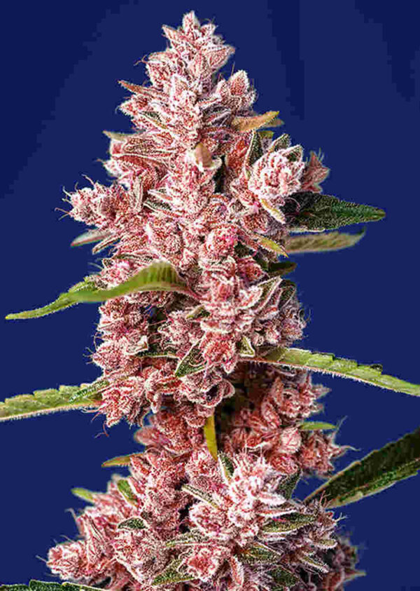 Tropicanna Poison F1 Fast Version