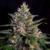 Shiskaberry Punch