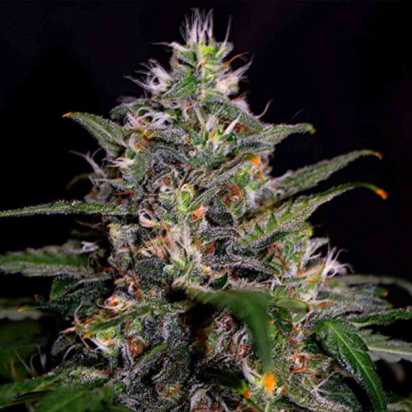 Shiskaberry Punch