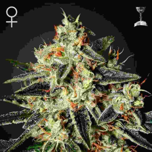 cheese feminized Easy Resize.com