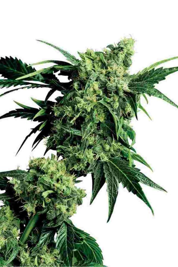 G13 x Hash Plant Regular