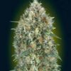 auto gelato 33 min