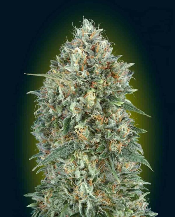 auto gelato 33 min