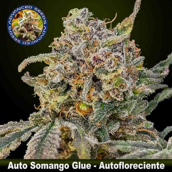 auto somango glue min